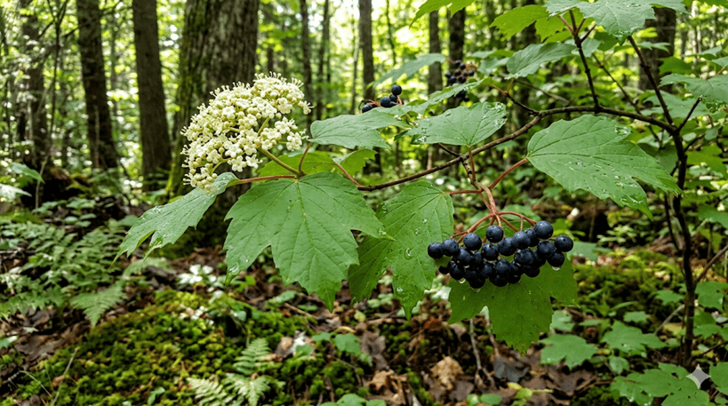 Maple-leaf Viburnum